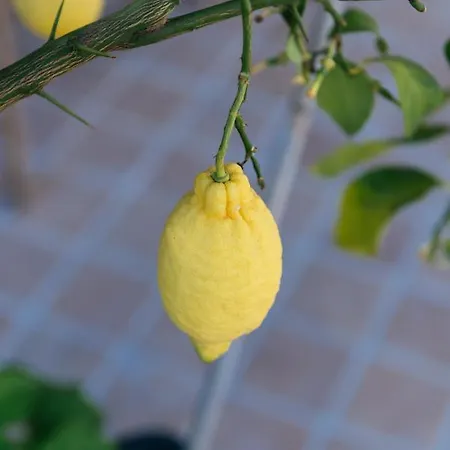 Luxury Penthouse With Sea View - Center Apartamento *