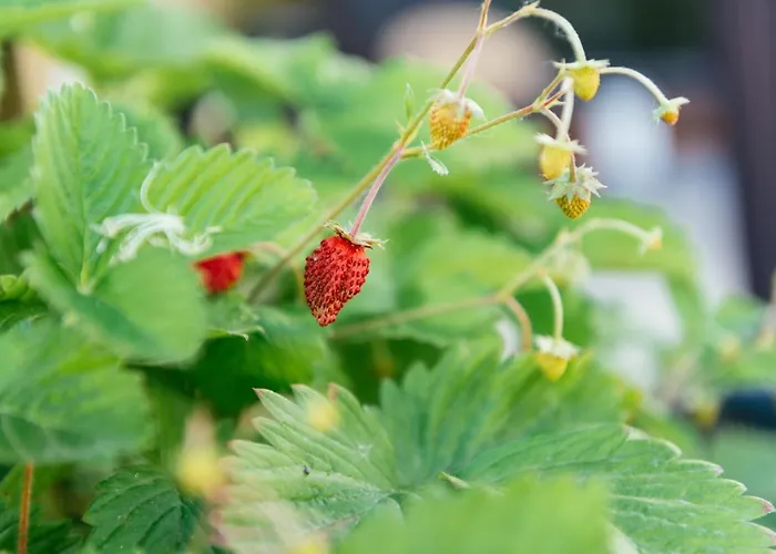 公寓 Luxury Penthouse With Sea View - Center 佩斯卡拉