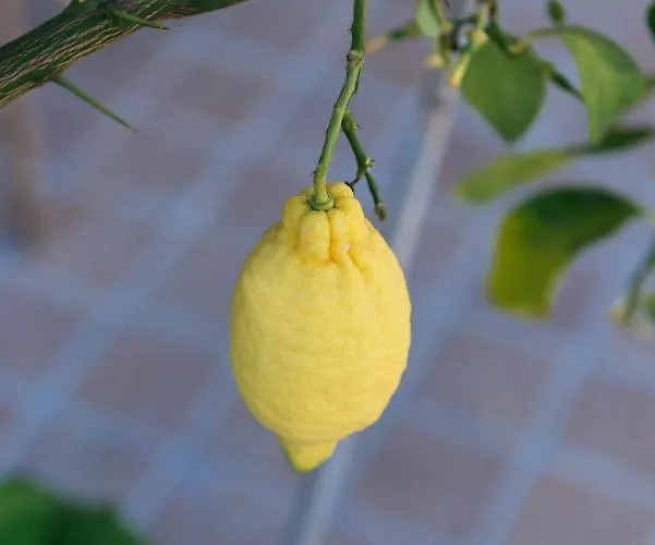 Luxury Penthouse With Sea View - Center 公寓 *